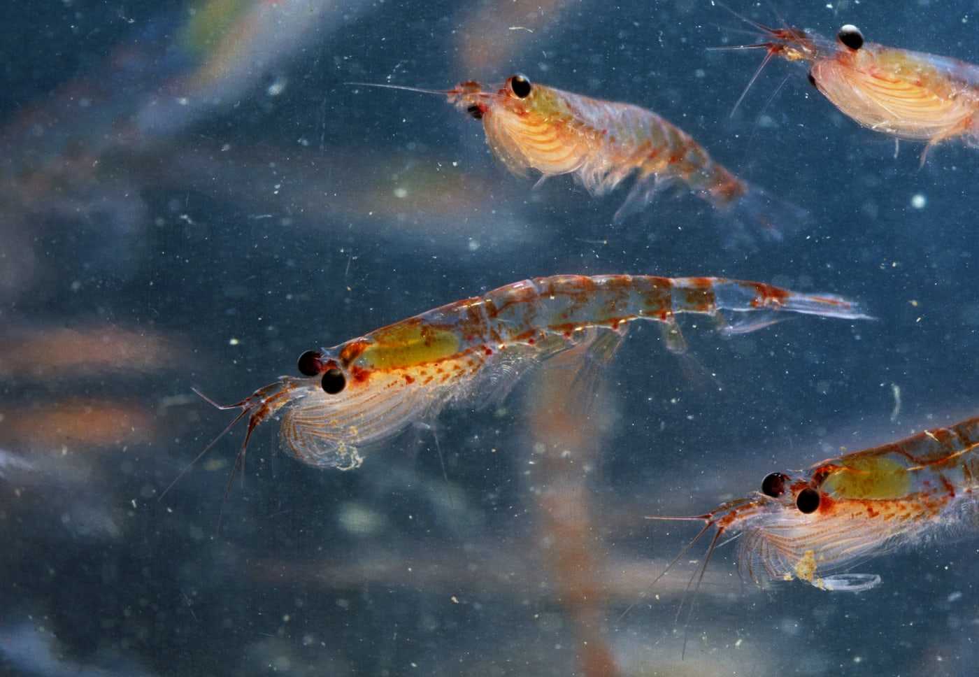 Antarctic Krill (Euphausia superba)