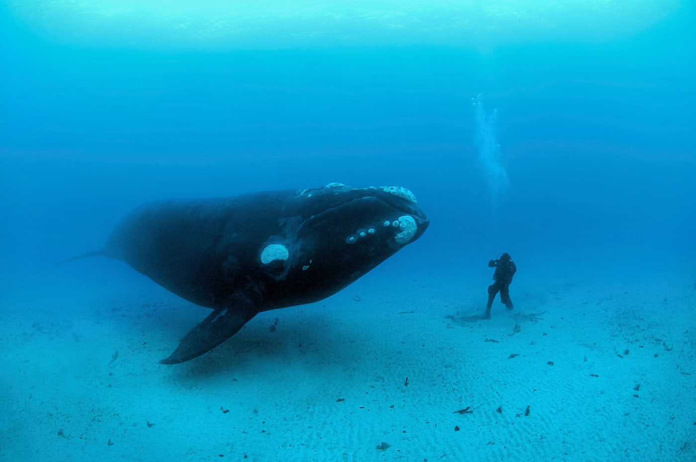 Southern right whale (Eubalaena australis) and a diver underwater off the Auckland Islands, New Zealand (sub Antarctic islands).