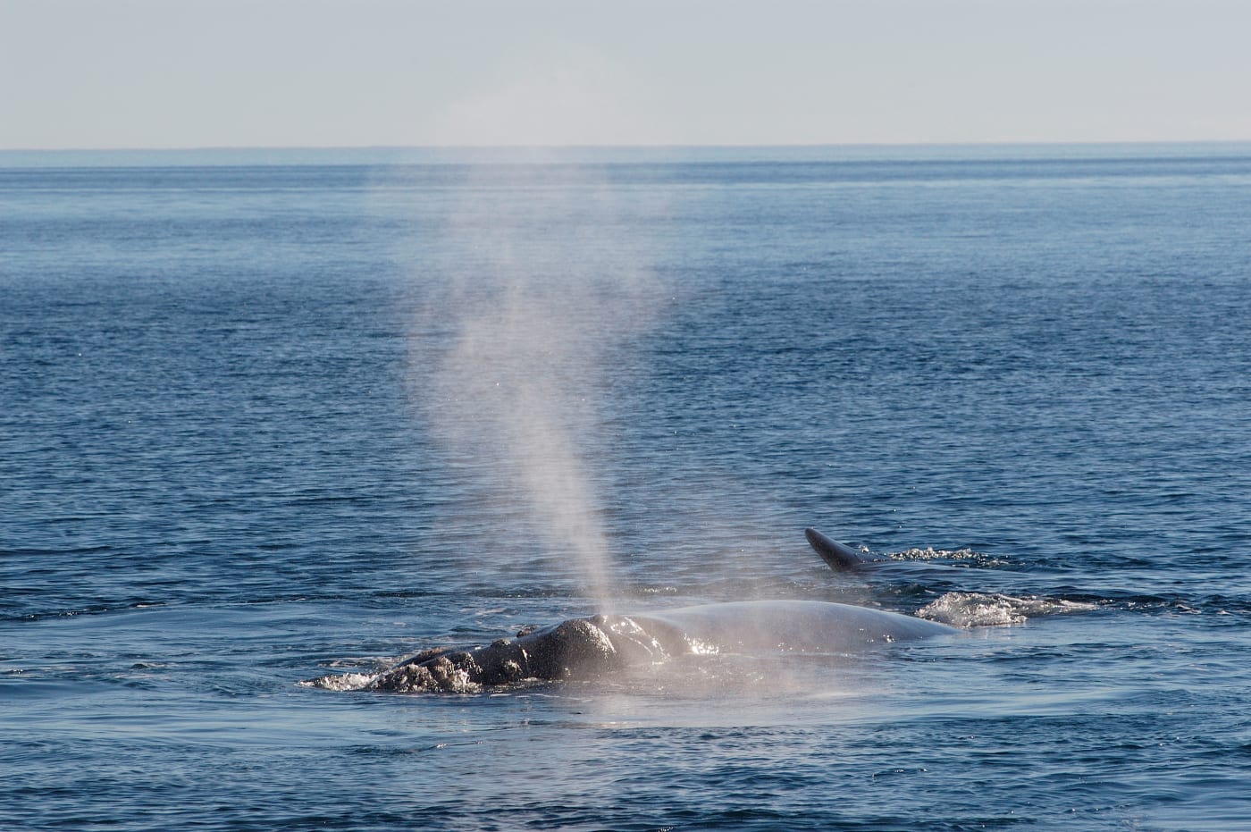 Southern right whales blowing