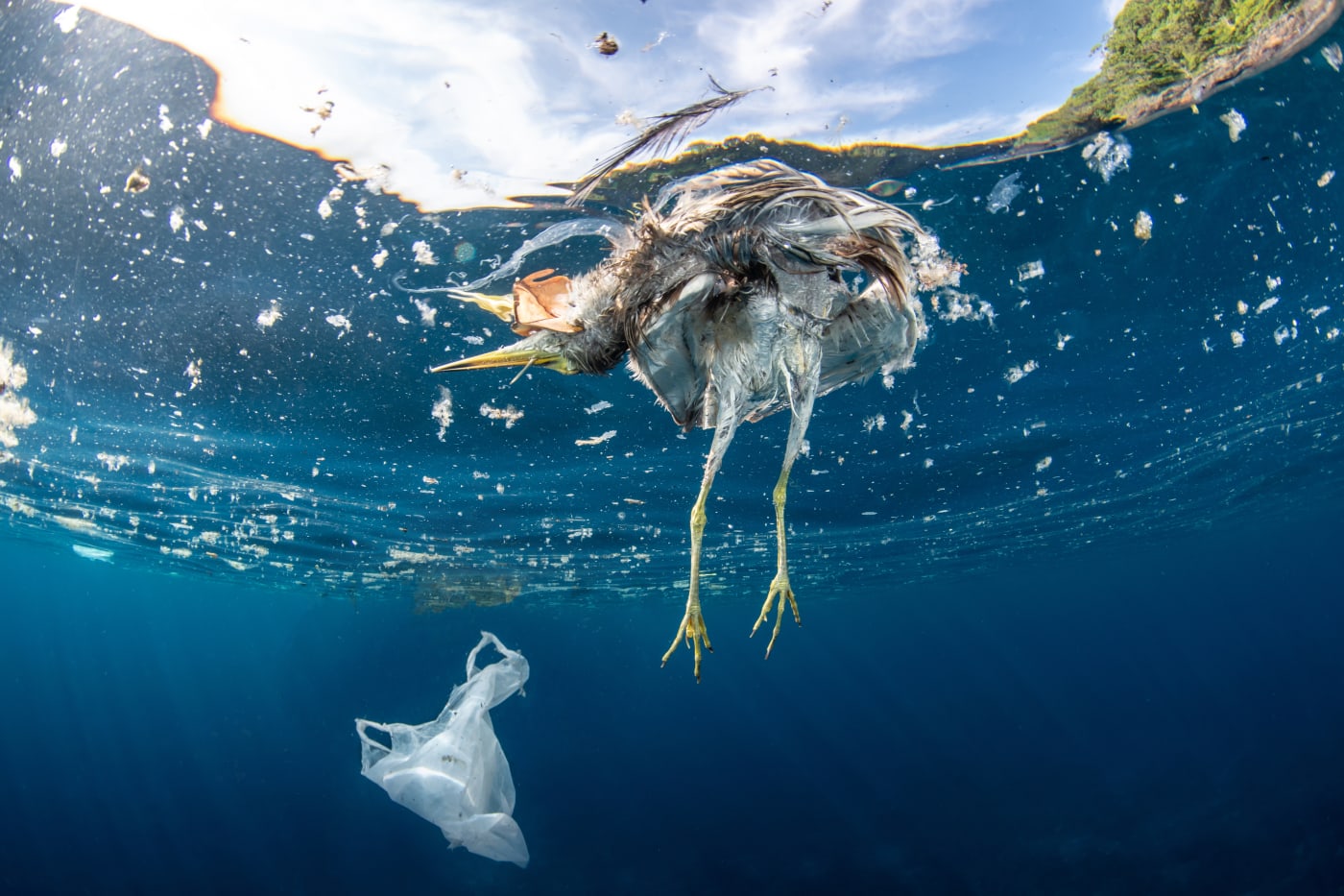 Dead bird and plastic bag floating in the ocean