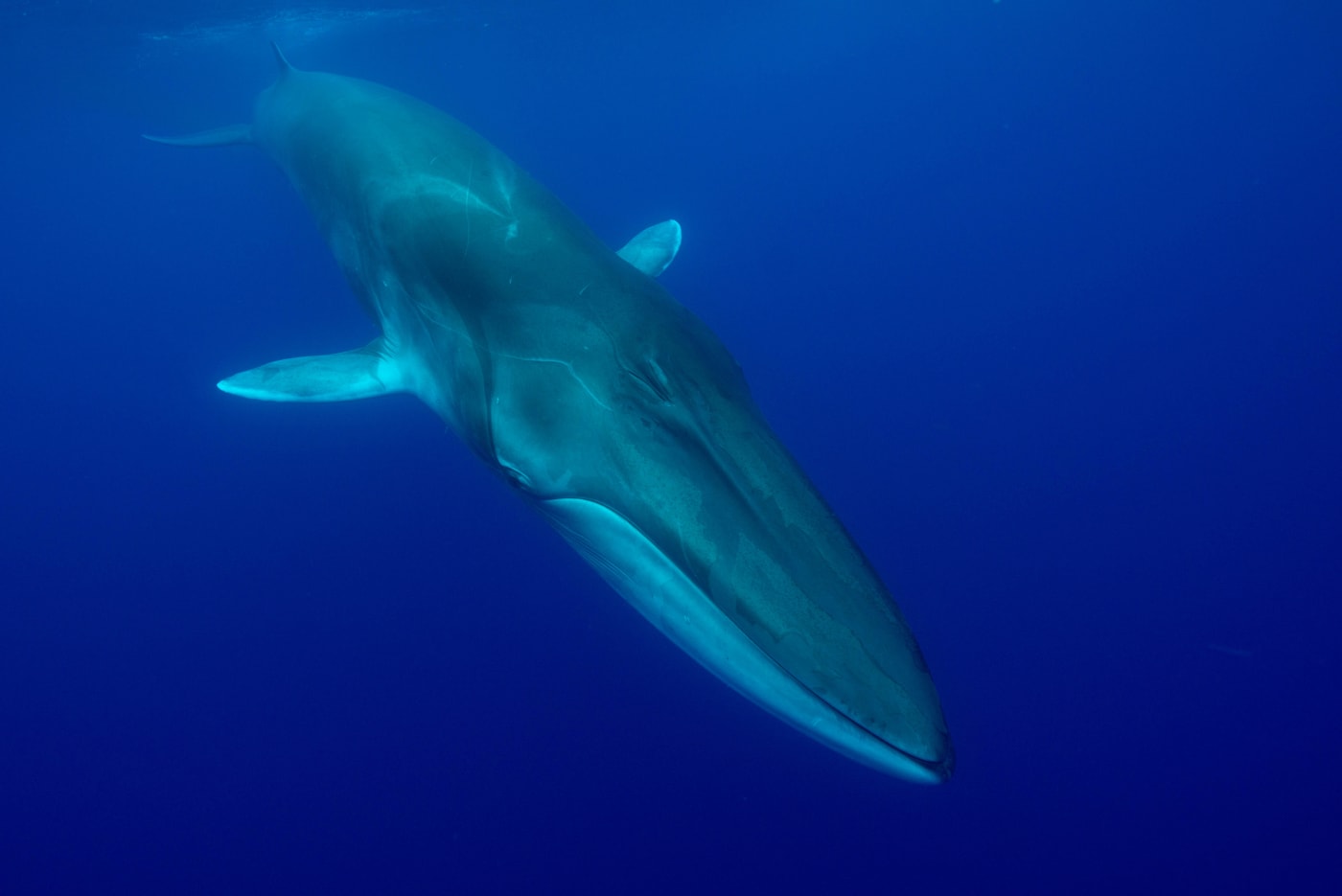 Fin whale (Balaenoptera physalus) near surface. Pico Island, Azores, Portugal