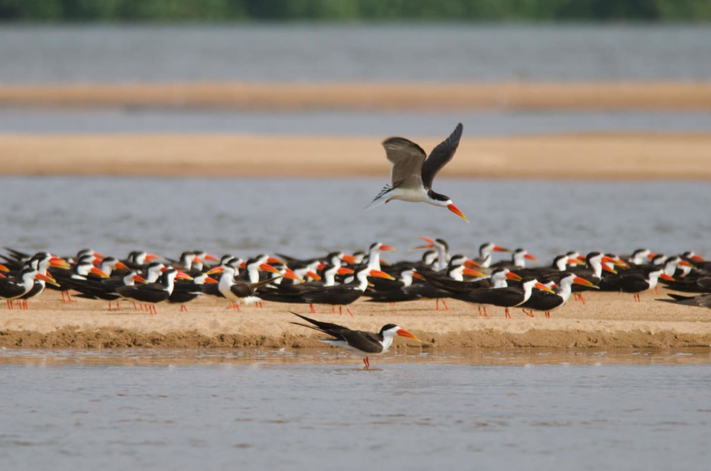 A group of African skimmers (Rynchops flavirostris) gather on a sand bank near the Cameroon coast. They are medium-sized birds with a black upper body and top of their head, with a white underside. They have short, bright red legs, a very large red and yellow beak and long pointy tail feathers.