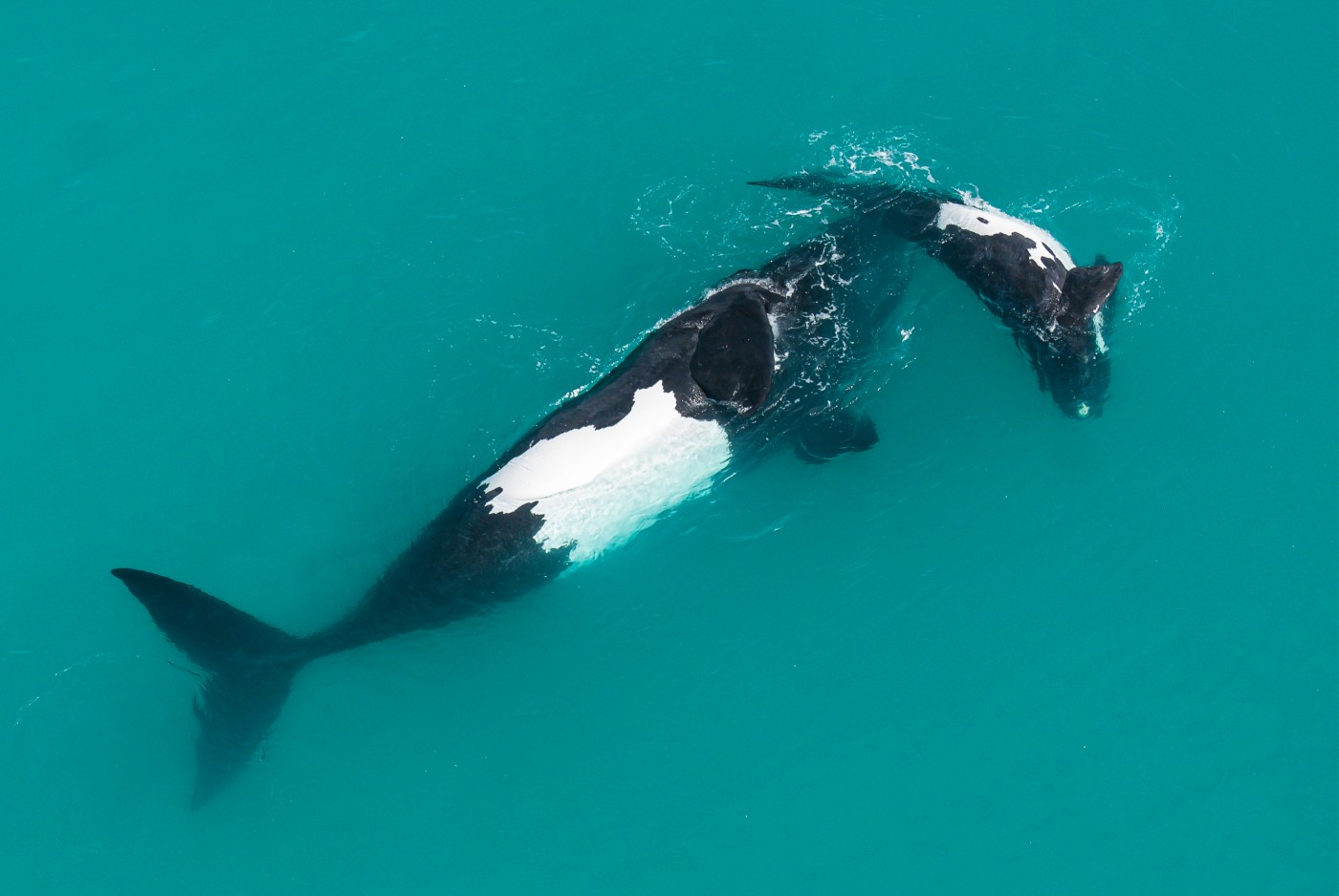 A mother and calf Southern Right Whale (Eubalaena australis) roll on their backs in a shletered bay.