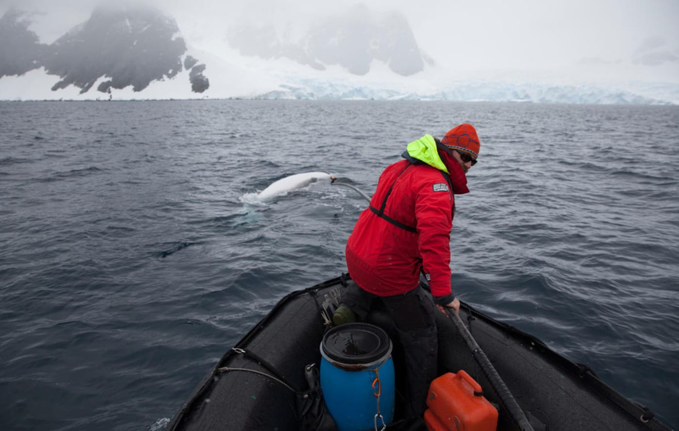 Dr Ari Friedlaender, Associate Professor, UC Santa Cruz (USA) attaching a 'whale cam' to an Antarctic minke whale (Balaenoptera bonaerensis), Antarctic Peninsula.