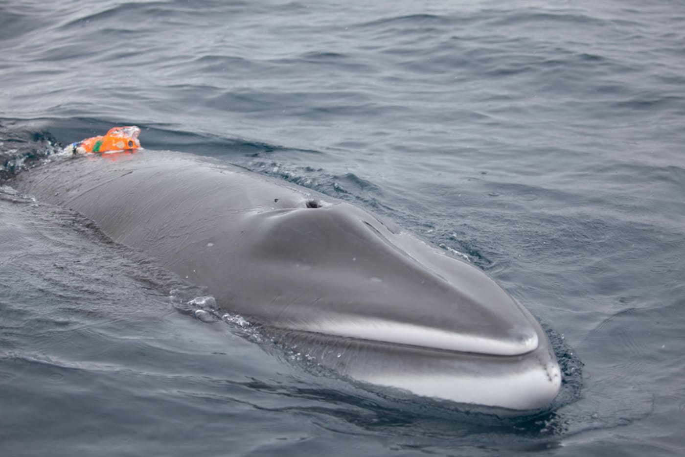 Antarctic minke whale (Balaenoptera bonaerensis) with a 'whale cam' or a CATS suction cup video tag, Antarctic Peninsula.