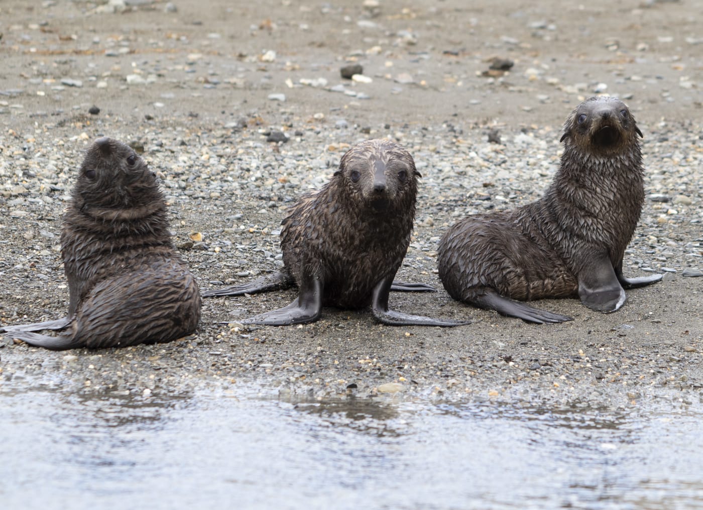 Three Baby Fur Seals in South Georgia