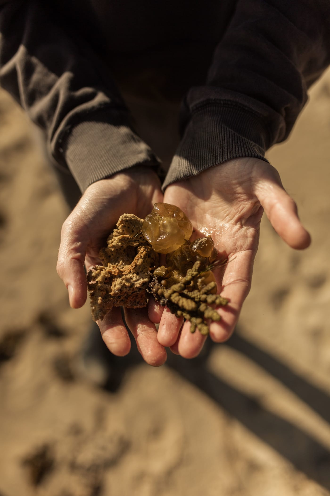 Moonrise seaweed co.'s mission is to decolonise saltwater agroecology and present a best practice model for First Nations-led seaweed farming.