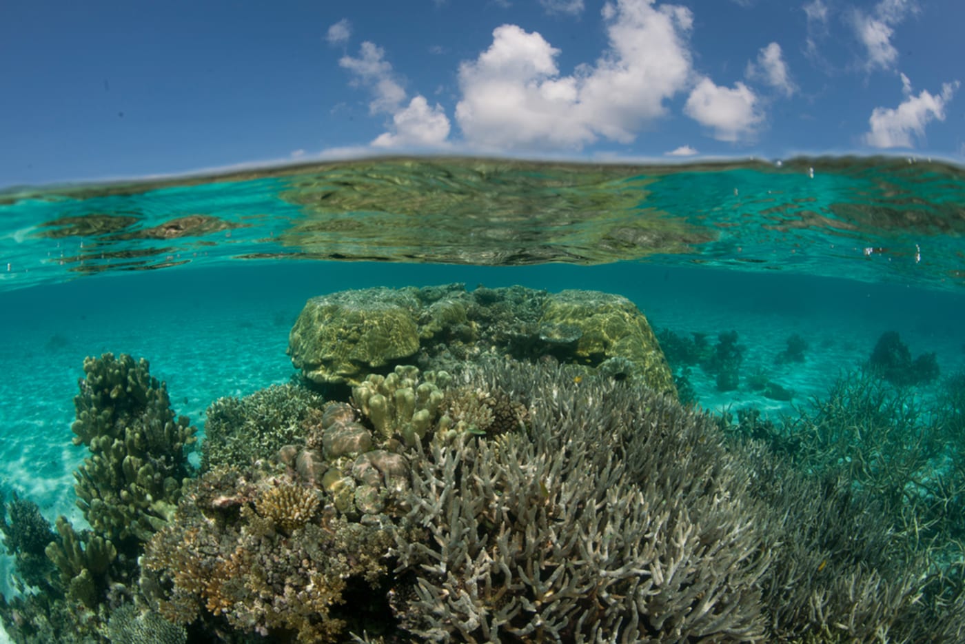 Beautiful coral reef of shallow Bismarck Sea. M'buke Islands, Manus, Papua New
Guinea