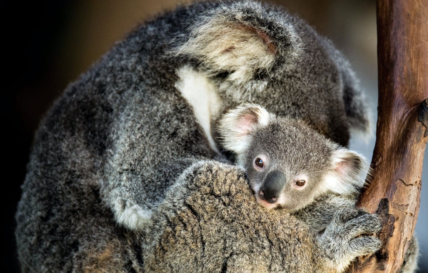 Close up of koala joey with mother