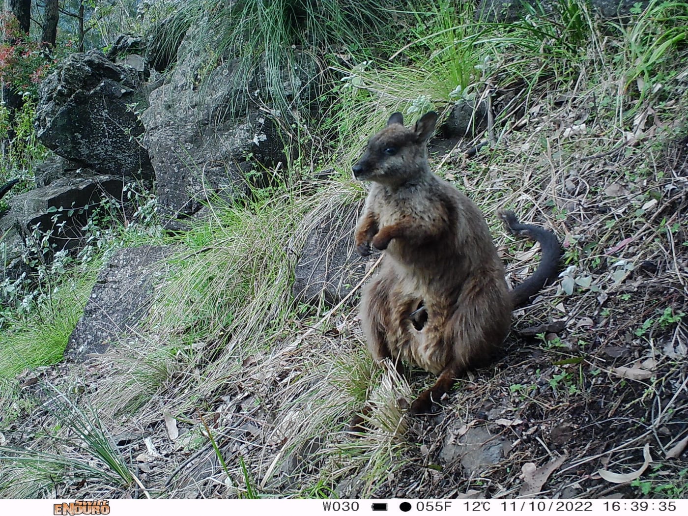 A brush-tailed rock-wallaby captured on a sensor camera as part of the Eyes on Recovery program.