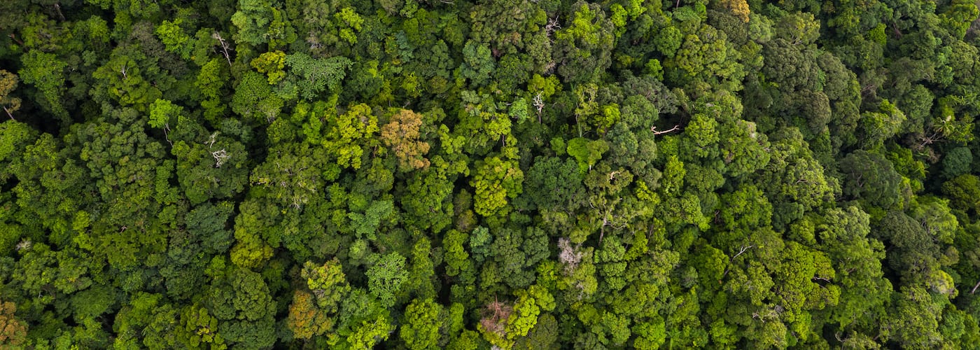 Trees aerial shot