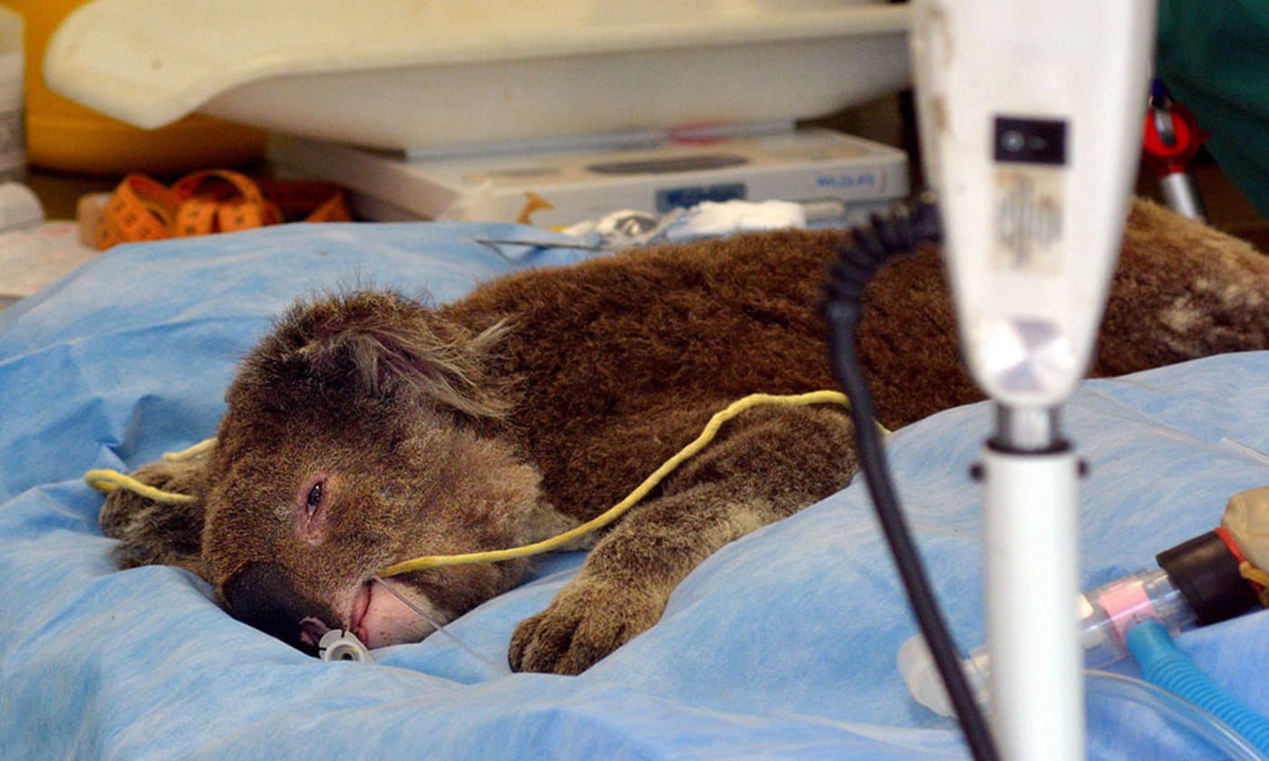 Injured koala lays sedated on hospital bed