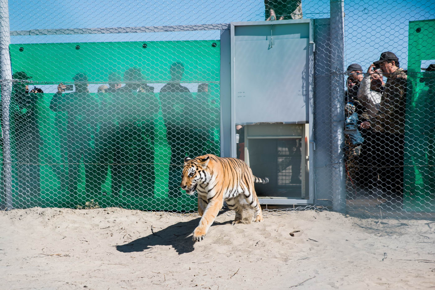 One of the captive tigers from a shelter for big cats in the Netherlands released into a semi-wild enclosure in Kazakhstan. Tiger emerges from a smaller enclosure into the larger enclosure while people look on from behind a green fence.