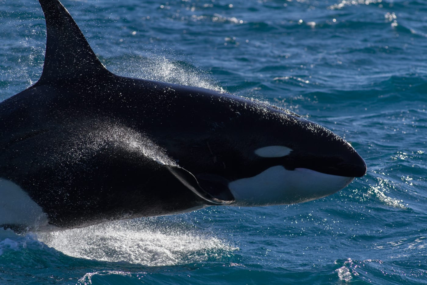 Male Orca breaching powerfully while on the hunt