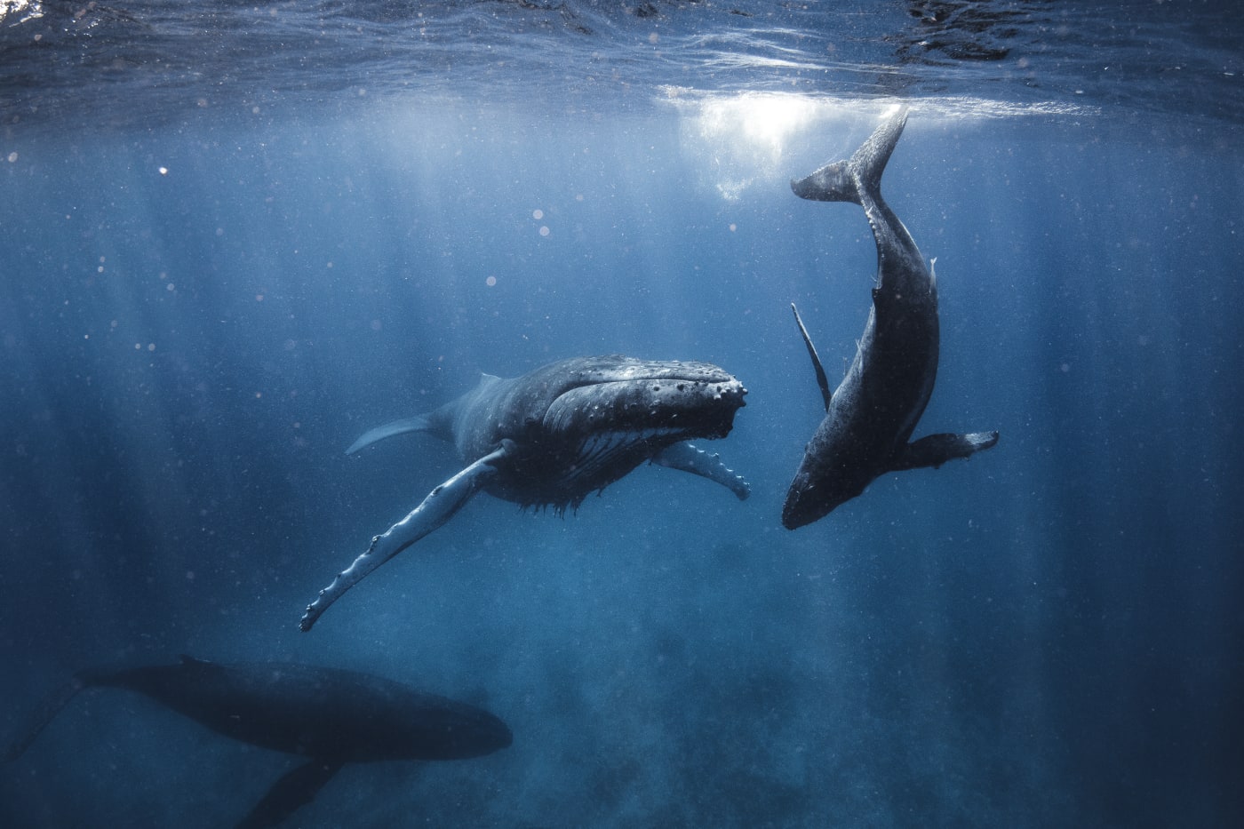 Humpback Whale family swimming through the deep blue ocean under morning light rays