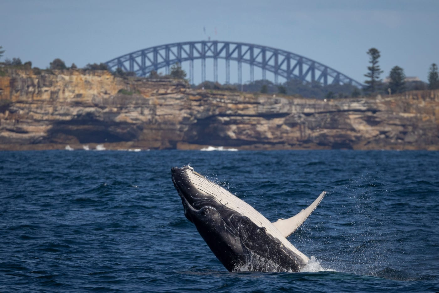 Juvenile humpback whale calf breaching off South Head with the Sydney Harbour Bridge in the background, Sydney, Australia