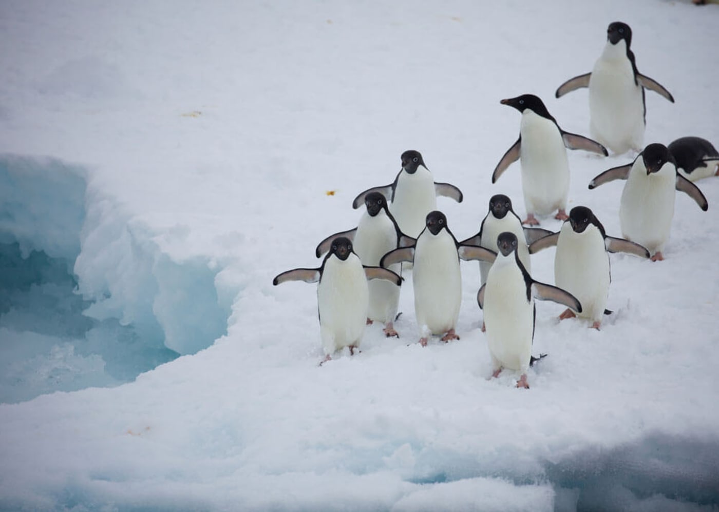 Group of Adelie penguins on ice