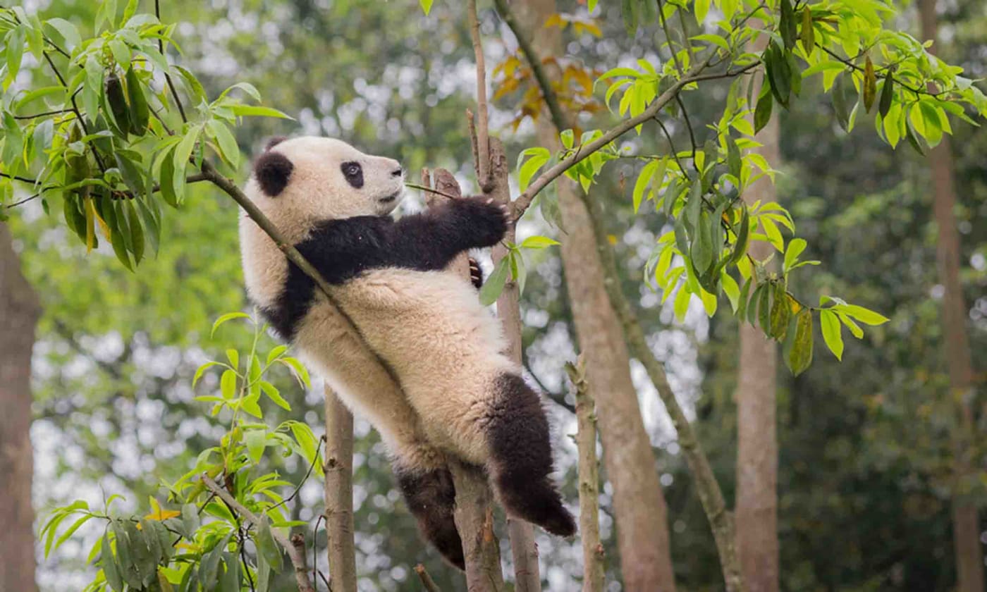 Portrait of a giant panda (Ailuropoda melanoleuca) in a tree at Bifengxia Panda Base, Sichuan, China