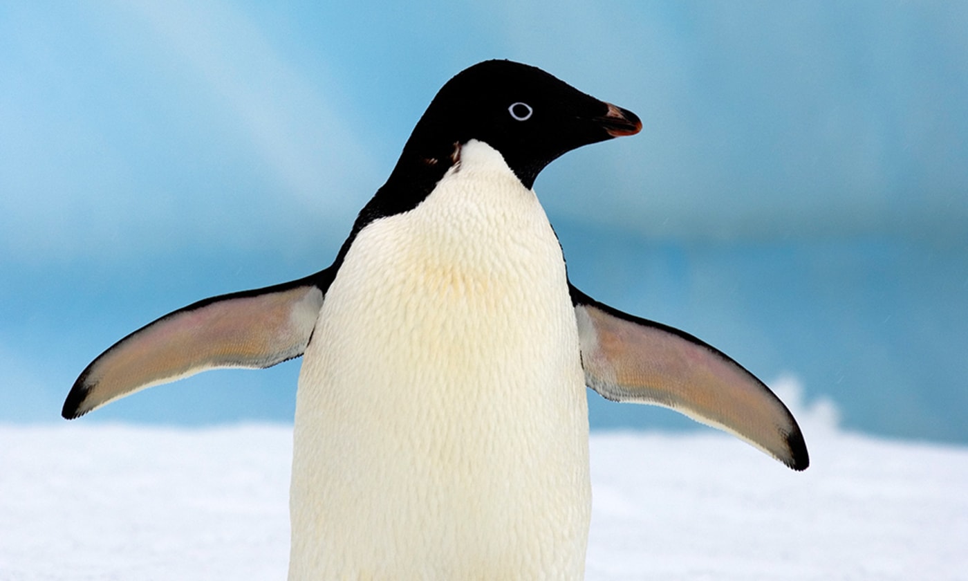Adelie penguin (Pygoscelis Adeliae) on glacial ice along the western Antarctic Peninsula, Southern Ocean