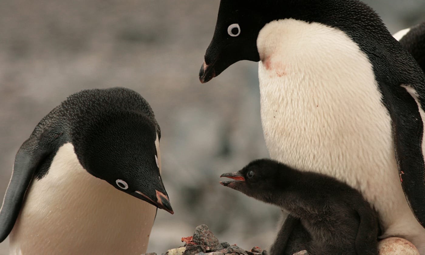 Adelie penguins and chick (Pygoscelis adeliae) on Palmer Island Station in Antarctica