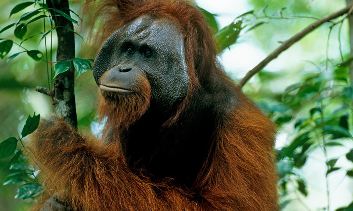 Adult male Bornean orangutan (Pongo pygmaeus) in rainforest canopy, Gunung Palung National Park, Borneo, West Kalimantan, Indonesia