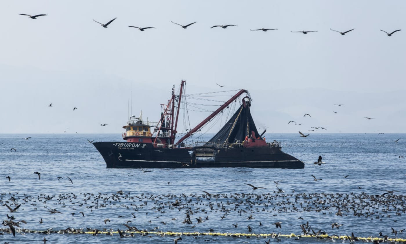 WWF-Australia and WWF-Peru is working with industry, scientists and government to develop a plan to improve the fishery to a standard consistent with MSC.