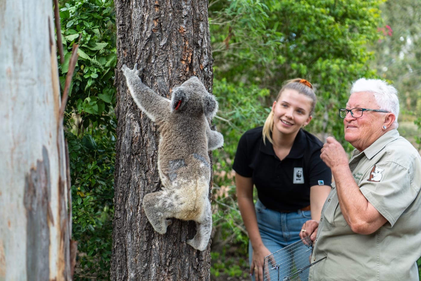 Koala climbing a tree with two people looking on