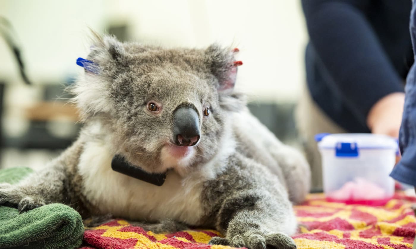 Annie the koala during a health check and fitting of a radio tracking collar prior to her release.