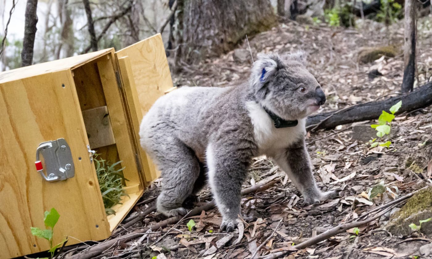 Annie the koala is released back into the wild at a site near Mallacoota, Victoria