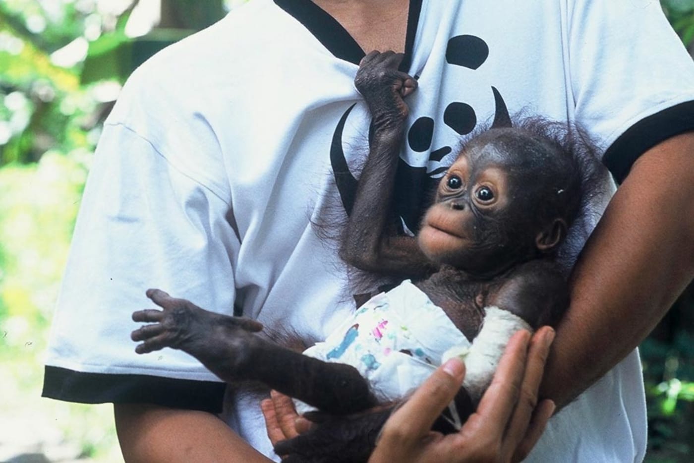 A rescued baby orangutan holds a WWF shirt after its mother was killed by poachers