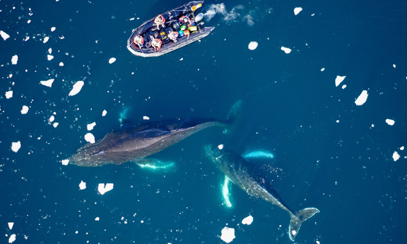 Antartica whales aerial view