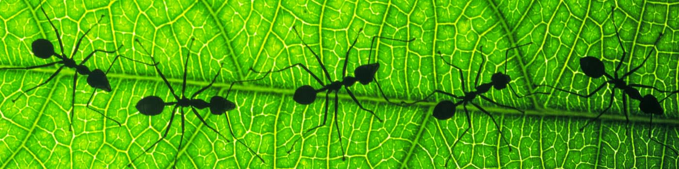 Silhouetted ants walk in a line down a leaf