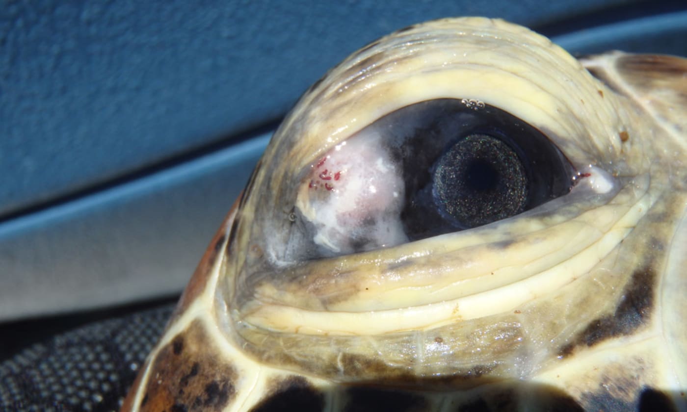 A green turtle at Great Barrier Reef's Upstart Bay with an eye infection