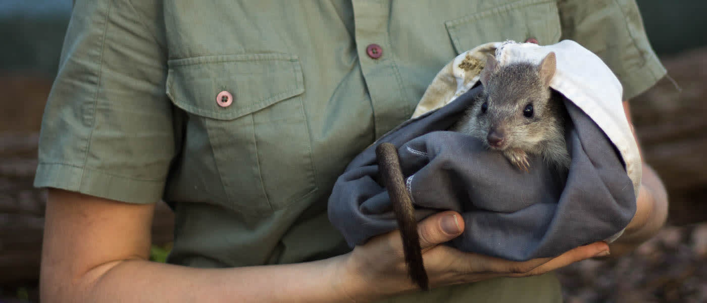 A northern bettong is held in a blanket by WWF's Jess Koleck