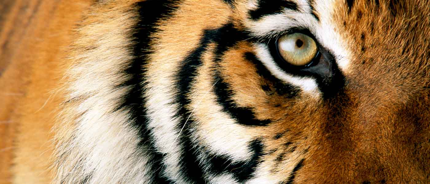 Close up photo of tiger's eye looking at camera