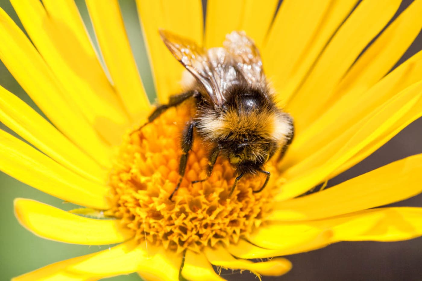 Bumblebee feeding on garden plants in the United Kingdom