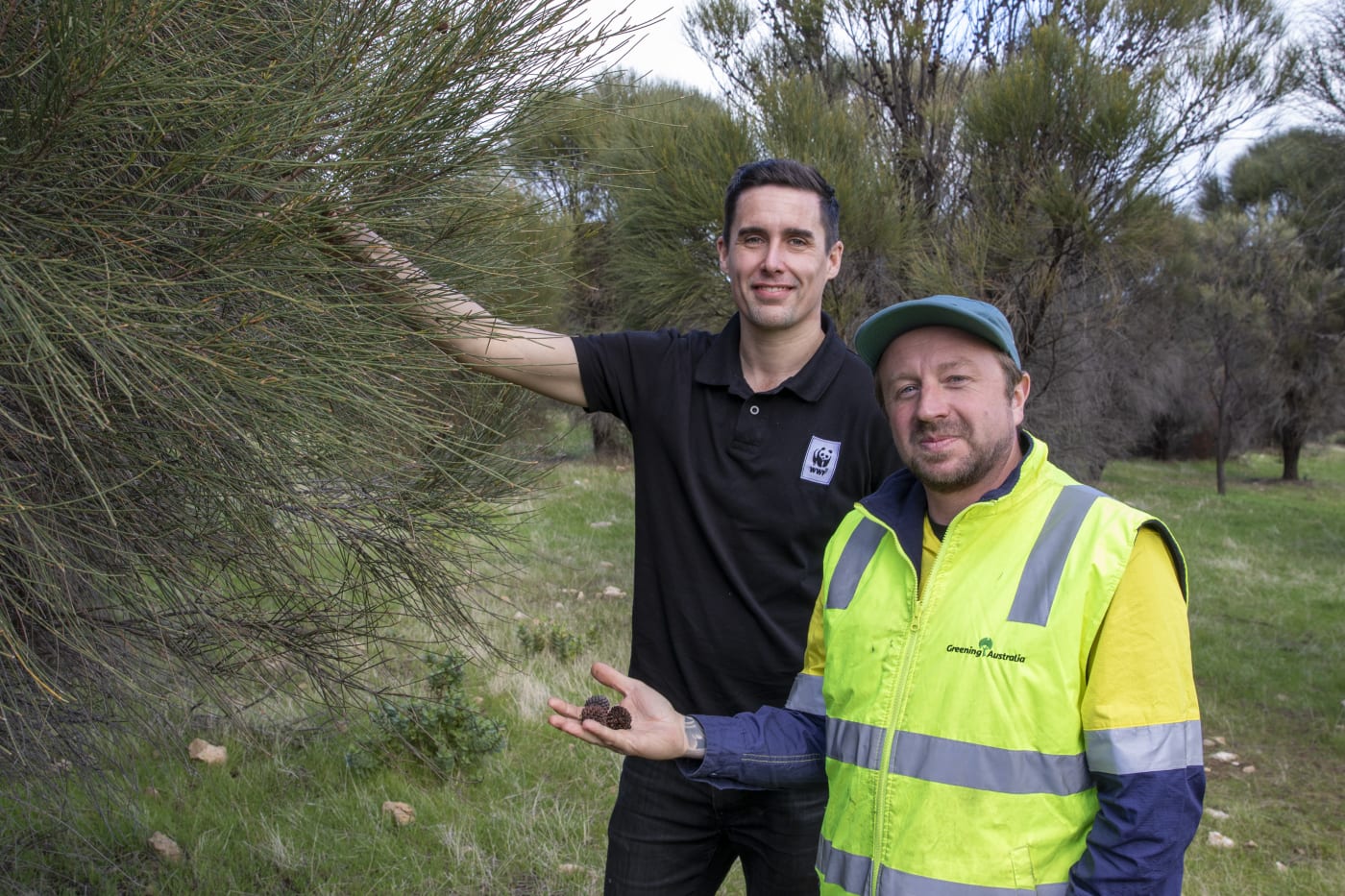 Ben Sanders and Andrew Woodroffe amid a growing stand of drooping sheoaks