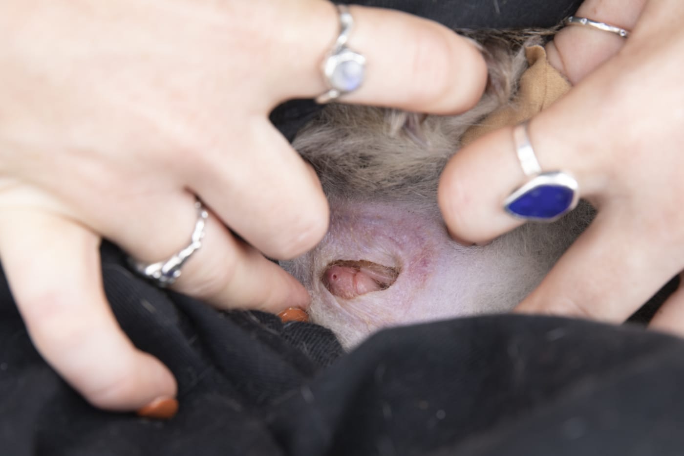 Chloe Frick discovers another bettong joey during a pouch check (right).