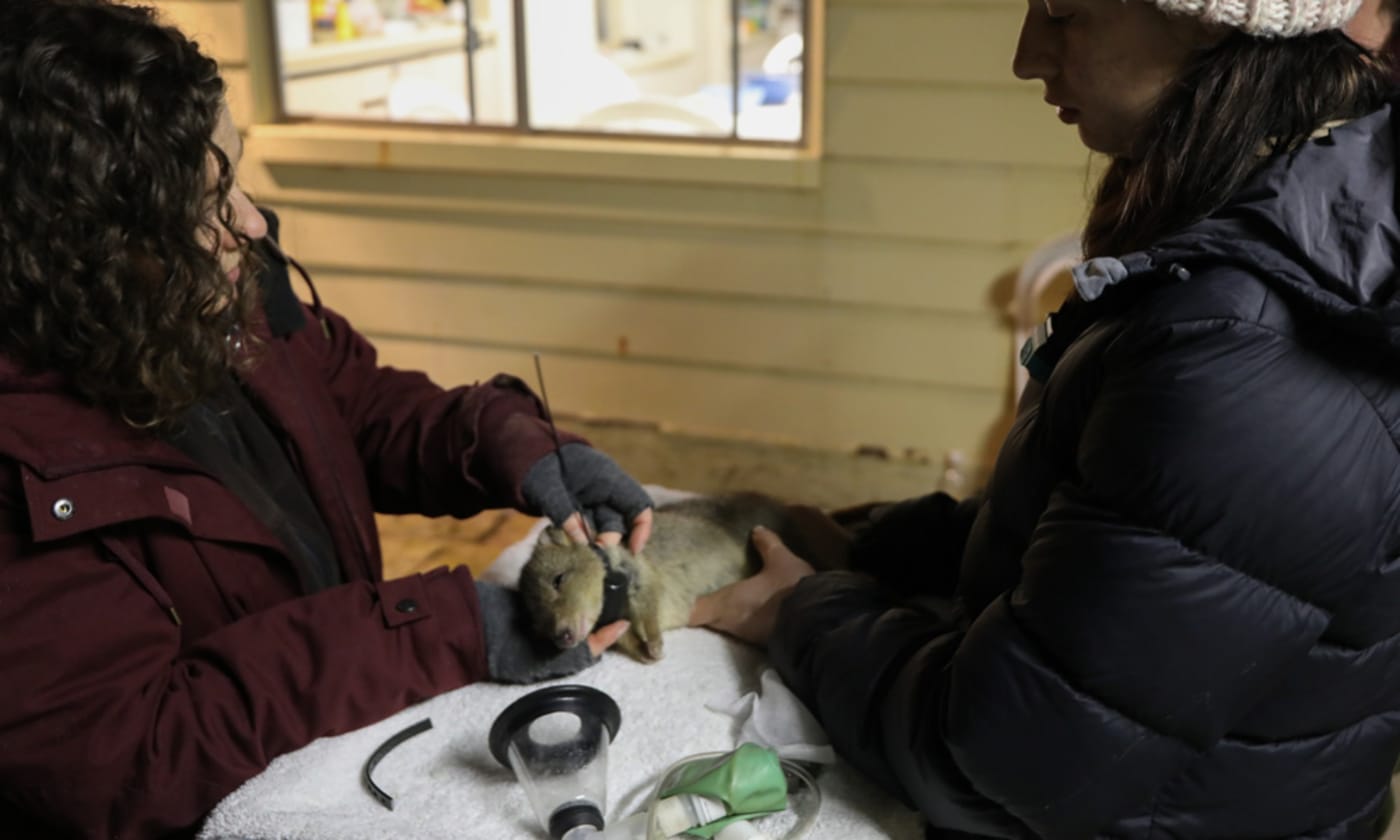 Brush-tailed bettong gets a health check and radio collar attached on Wedge Island