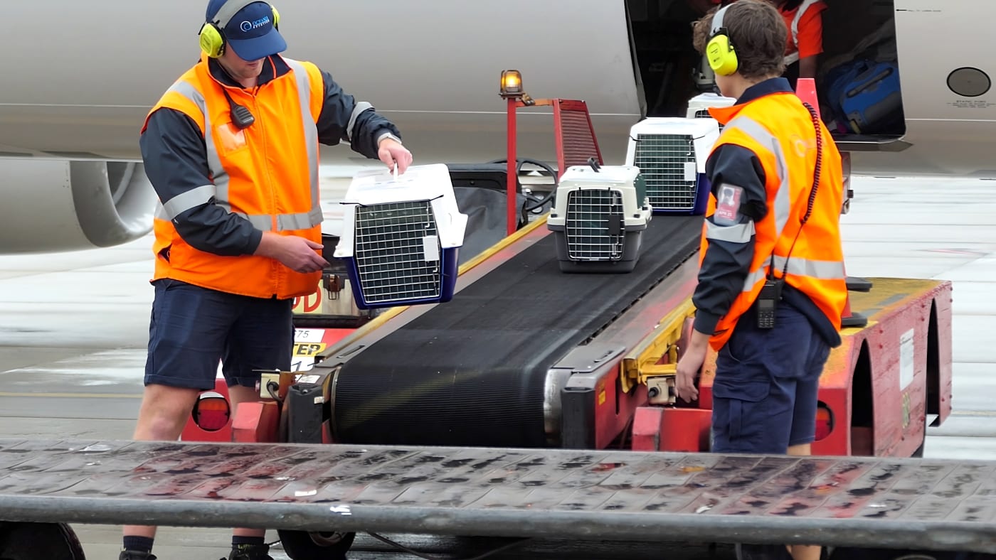 A group of brush-tailed bettongs are unloaded from a plane at Adelaide Airport.