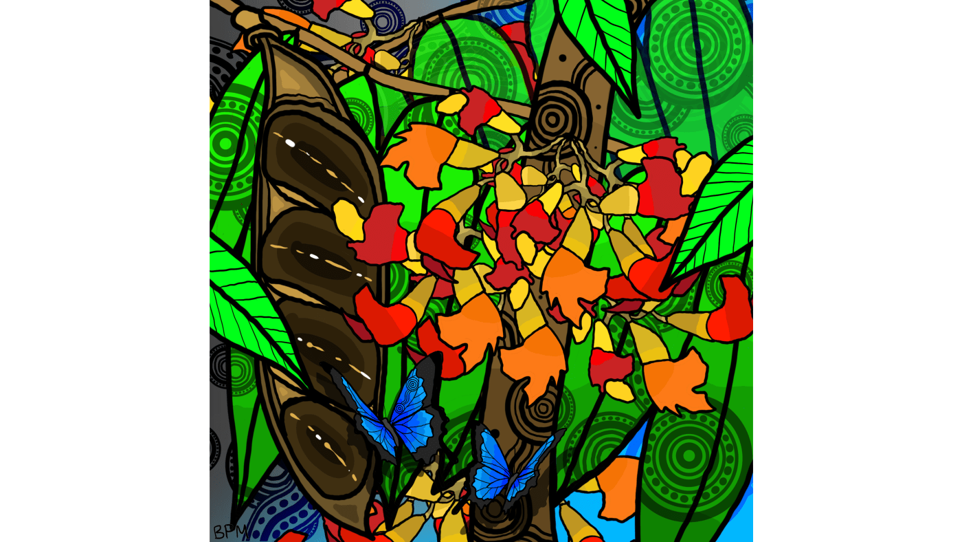 Jirrbal Artist Beau Pennefather Motlop’s depiction of black bean tree flowers and seed pods ( © WWF-Australia / Beau Pennefather (IG: @beau_motlop_art))