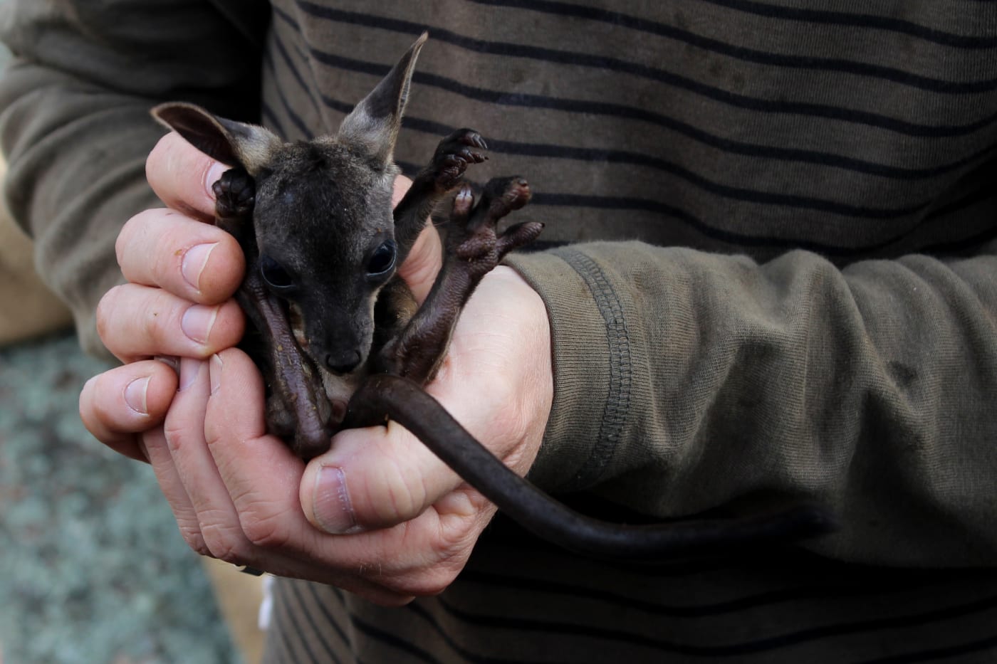 A black-flanked rock-wallaby joey safe in the hands of scientist Craig Pentland, Nangeen Hill.