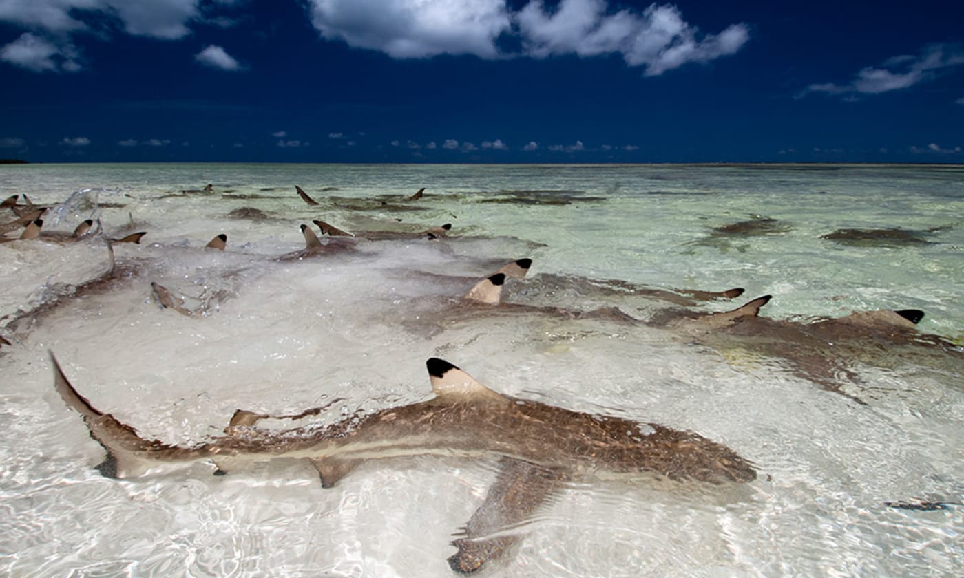 Blacktip reef sharks (Carcharhinus melanopterus) in shallow water gathering very close to shore, Indian Ocean