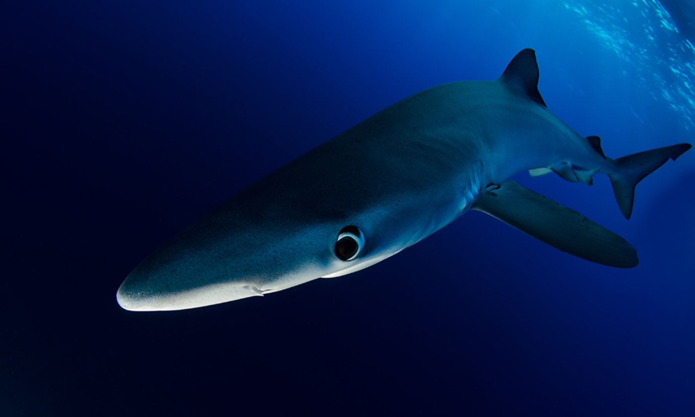 Blue shark (Prionace glauca) swimming. Azores, Portugal, Europe, Atlantic Ocean