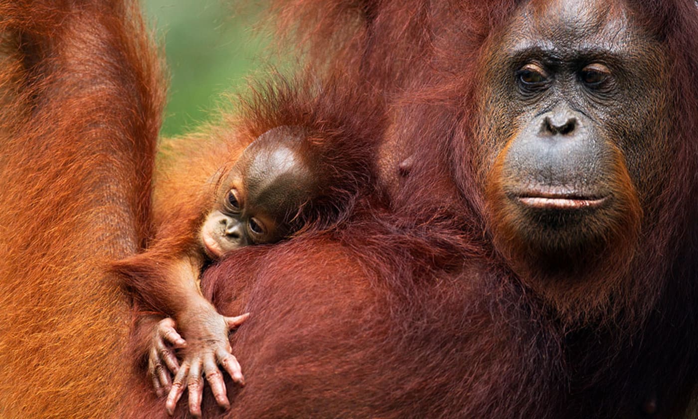 Bornean orangutan female 'Tata' and her unnamed baby aged 2-3 months portrait (Pongo pygmaeus wurmbii). Central Kalimantan, Borneo, Indonesia