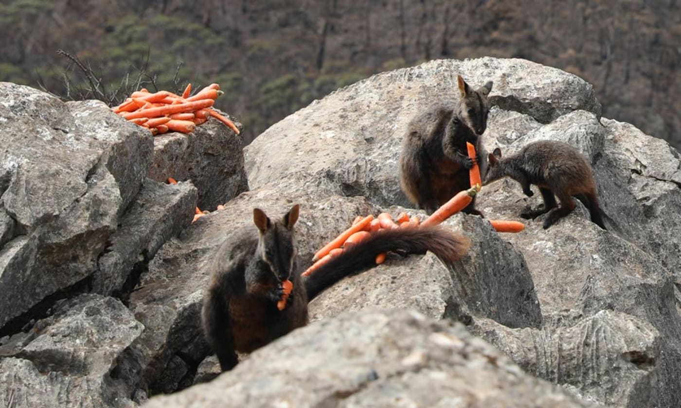 Brush-tail rock-wallabies eating carrots from aerial food drop