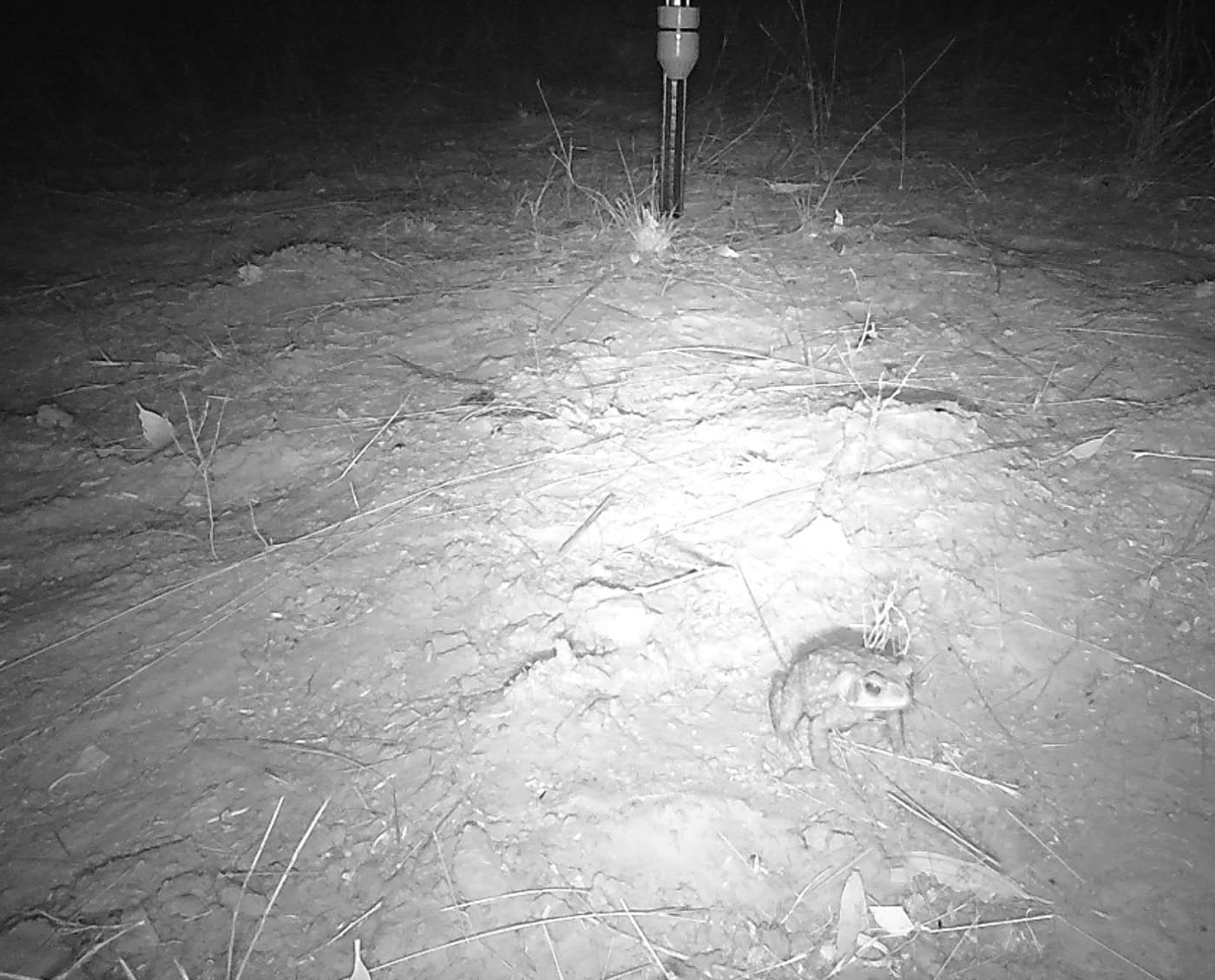 Cane toad on Kimberley camera trap
