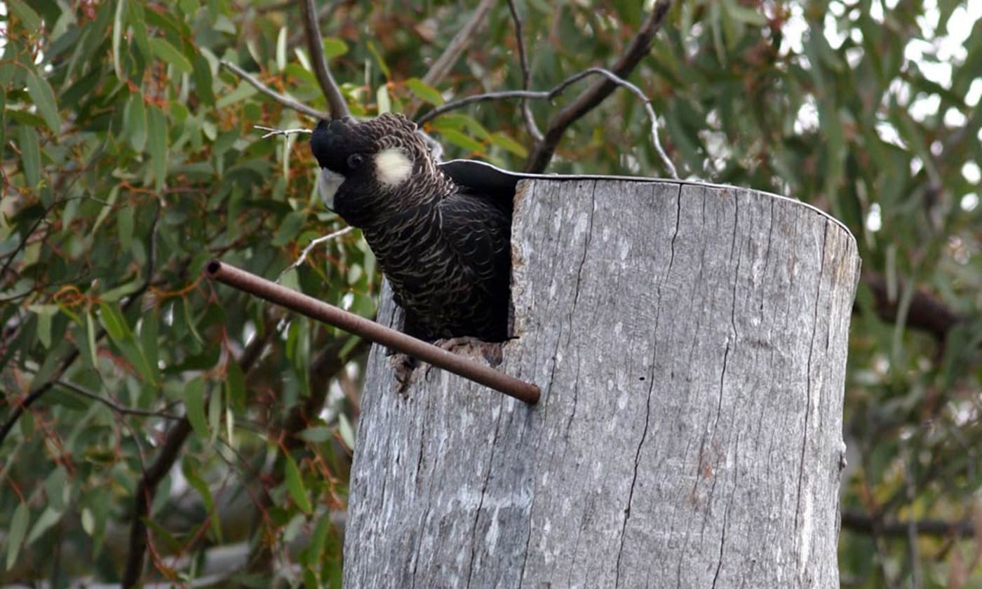Carnaby's black cockatoo (Calyptorhynchus latirostris) in man made tree hollow. Northern Wheatbelt, Western Australia