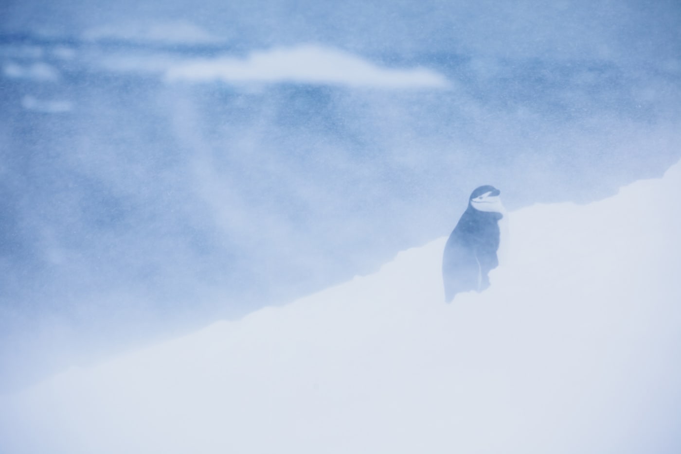 Chinstrap penguin (Pygoscelis antarcticus) braves high winds and a snowstorm, Antarctic Peninsula