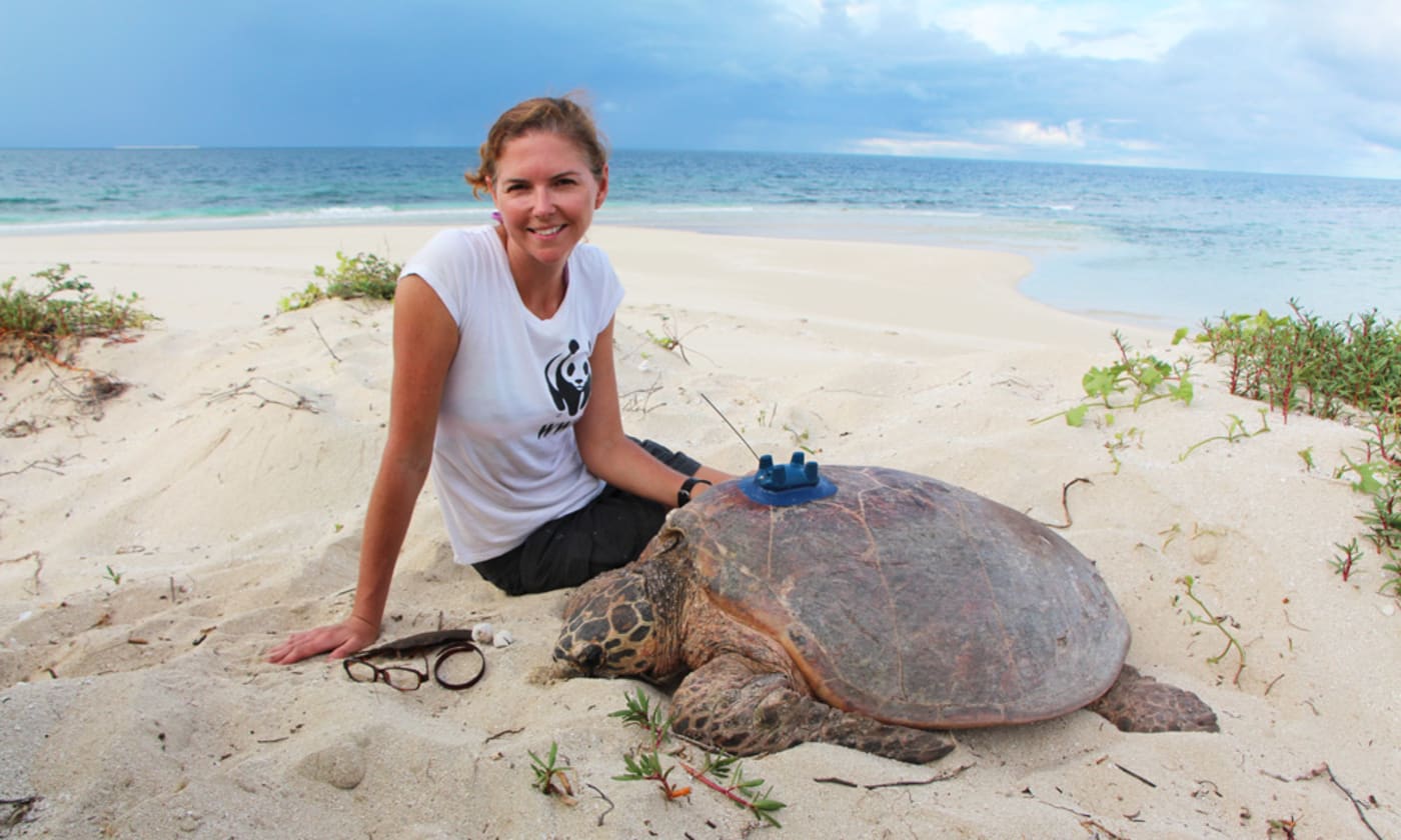 WWF-Australia’s marine scientist, Christine Hof, with a hawksbill turtle that has been paired with a satellite tracker on Milman Island, February 2017